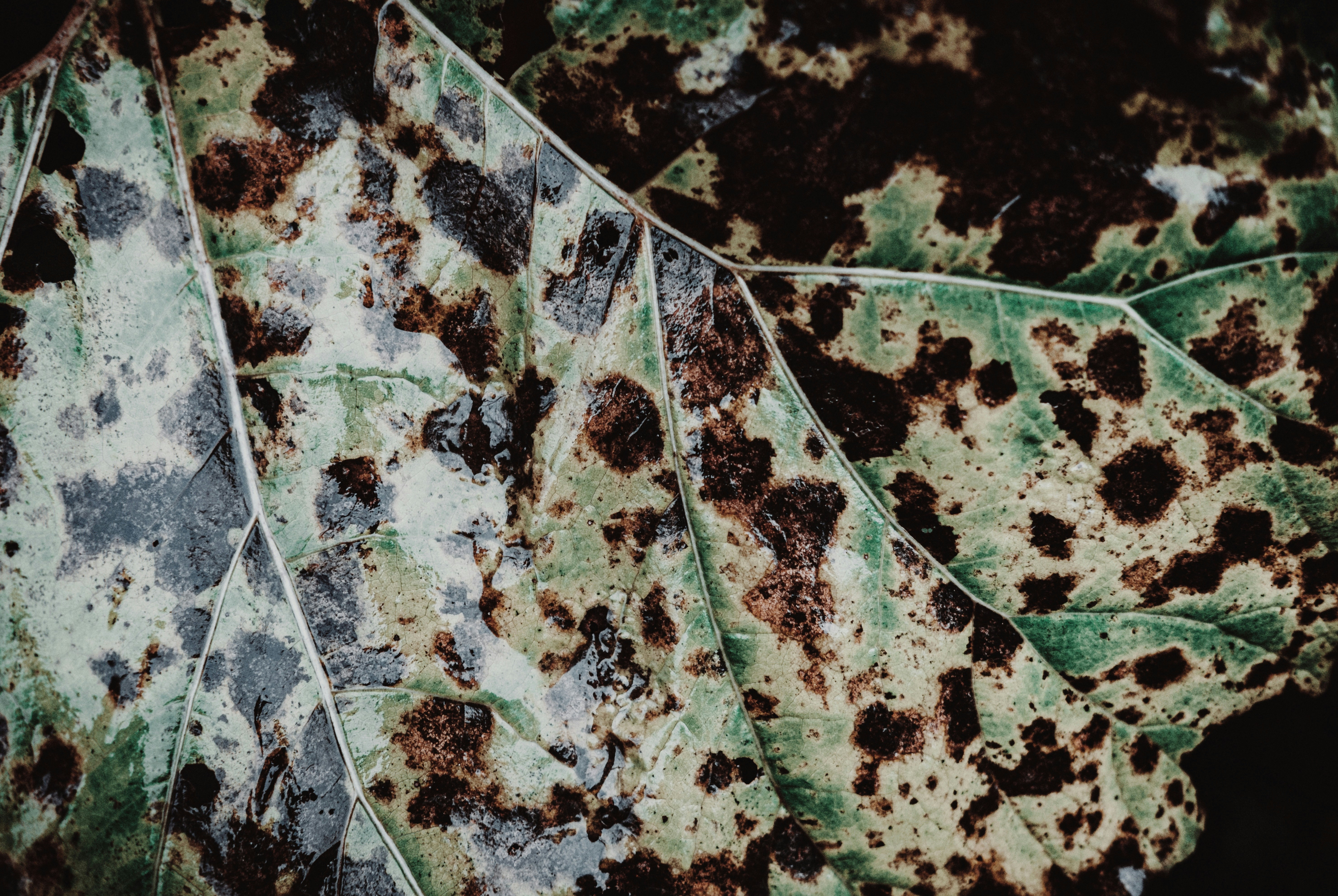 Feuille analysee